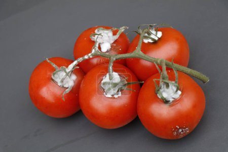 Photo for Bright red bush tomatoes gone bad and showing patches of mold - Royalty Free Image