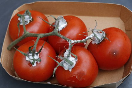 Photo for Bright red bush tomatoes gone bad and showing patches of mold - Royalty Free Image