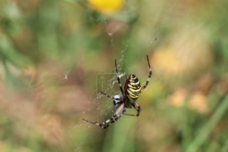 Foto de Avispa hembra cabeza de araña abajo en su tela - Imagen libre de derechos