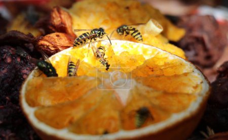 Photo for Common wasps feeding on a sliced orange - Royalty Free Image