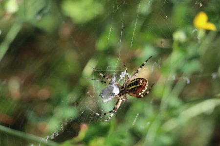 Photo for Female wasp spider with wrapped prey in her web - Royalty Free Image