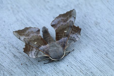 Photo for Poplar hawk moth on a wooden surface - Royalty Free Image