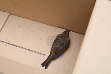 Photo for Little baby robin bird recuperating at the bottom of a cardboard box after it had flown into a window pane - Royalty Free Image