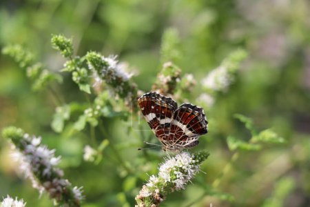 Téléchargez les photos : Carte couvée estivale de papillons aux ailes fermées sur une fleur de menthe blanche - en image libre de droit