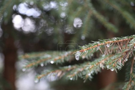 Photo for Frozen droplets at the tips of a branch with pine needles - Royalty Free Image