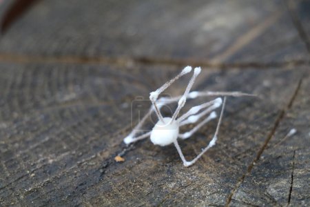 Photo for Dead zombie spider covered with white fungus on a weathered wooden background - Royalty Free Image