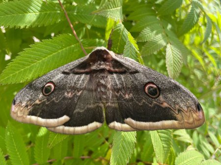 Photo for Giant peacock moth resting on green leaves - Royalty Free Image
