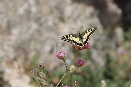 Photo for Common yellow swallowtail butterfly sitting on a pink flower with a bokeh background - Royalty Free Image