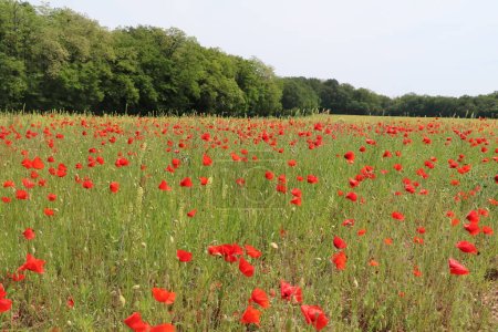 Photo for Grass field with bright red poppies and other wild flowers - Royalty Free Image