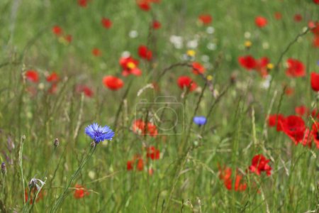 Photo for Grass field with colorful poppies, corn flowers and other wild flowers - Royalty Free Image