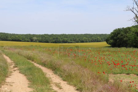 Photo for Rural landscape with a field dotted with red poppies - Royalty Free Image