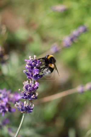 Photo for Bumblebee sitting on a purple lavender flower head - Royalty Free Image