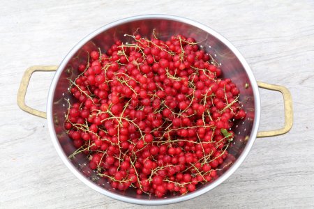 Photo for Top view of freshly picked red currants in a strainer on a wooden surface - Royalty Free Image