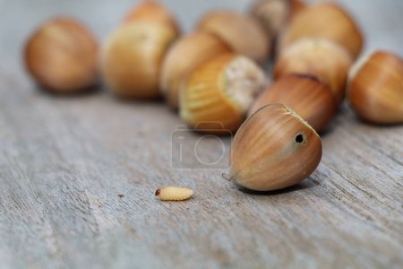 Photo for White larva of the hazelnut drill climbing out of its freshly bored exit hole in a hazelnut on a wooden surface - Royalty Free Image