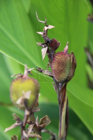 Photo for Unripe seed capsules of the canna flower - Royalty Free Image