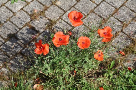 Photo for Bunch of poppies growing in the joints of a block paved walkway - Royalty Free Image