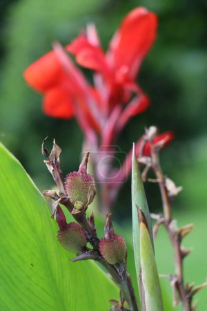 Photo for Seed pods of the canna flower with a bokeh red canna lily in the background - Royalty Free Image