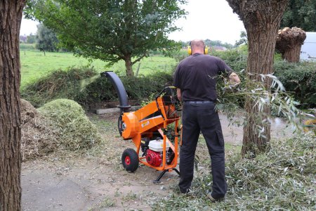 Photo for Man working with a woodchipper to shred willow branches into a pile of wood chips - Royalty Free Image