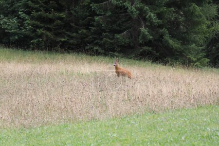 Téléchargez les photos : Chevreuil mâle debout alerte dans les hautes herbes d'une clairière dans les bois - en image libre de droit