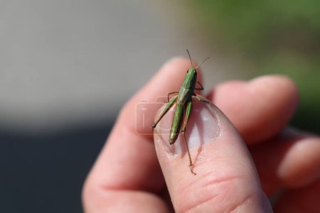 Photo for Hand of a caucasian male holding a small green grasshopper - Royalty Free Image