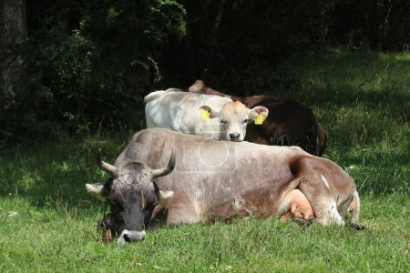 Photo for Mother cow and calf resting on a sunny day - Royalty Free Image