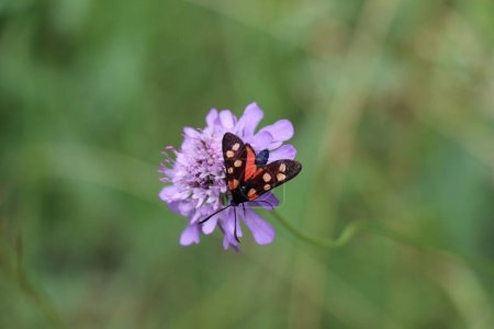 Téléchargez les photos : Un papillon de nuit rouge et noir volant jour visitant un champ fleur gale - en image libre de droit