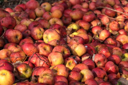 Photo for Colorful pile of bruised red apples used as animal food - Royalty Free Image