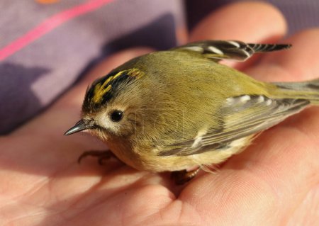 Photo for Goldcrest sitting in the palm of a caucasian man - Royalty Free Image