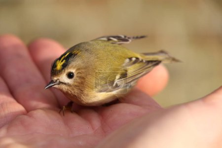 Photo for Tiny goldcrest bird in an adult male hand - Royalty Free Image