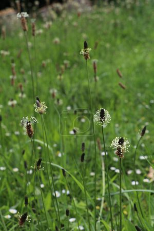 Photo for Flowering narrowleaf plantain in a meadow - Royalty Free Image