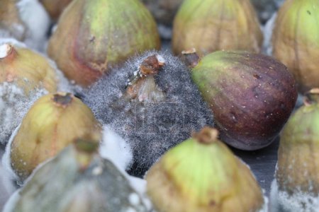 rotten figs with different stages of grey mold