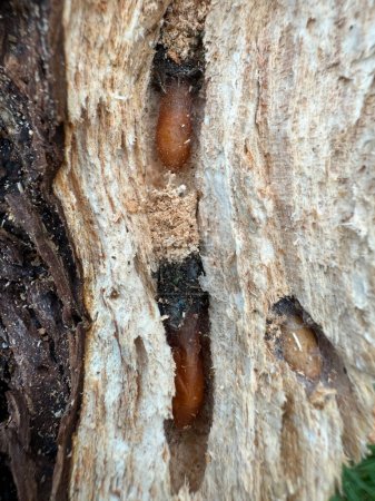 túneles larvarios con pupas marrones en diferentes etapas en el cambium de un cerezo muerto