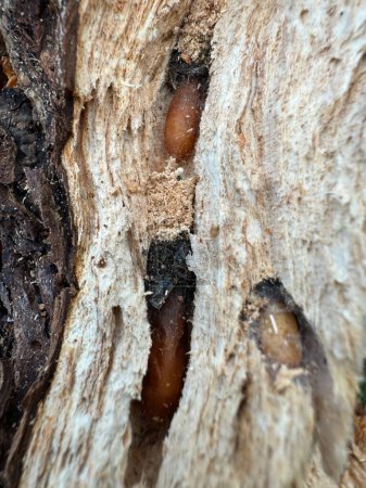 Photo for Larval tunnels with brown pupae in different stages in the cambium of a dead cherry tree - Royalty Free Image