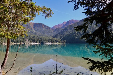 Photo for Emerald green water of Lake Antholz and high mountains seen through the coniferous trees of the surrounding forest - Royalty Free Image