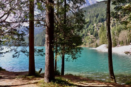 emerald green water of Lake Antholz and high mountains seen through the coniferous trees of the surrounding forest 