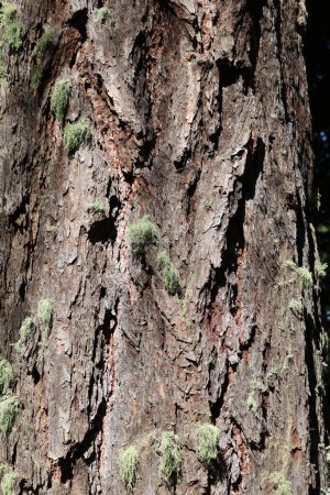 primer plano de la estructura rugosa de la corteza de un árbol de coníferas con pequeñas manchas de liquen de barba creciendo en la corteza