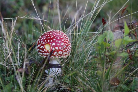 fly agaric with iconic red cap and white spots growing in green grass