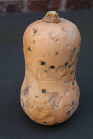 Photo for Butternut pumpkin gone bad covered in grey and pink mold spots - Royalty Free Image