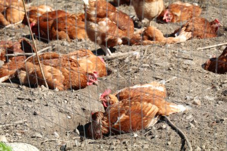 brown chickens enjoying a dust bath on a sunny day