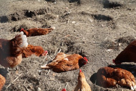 Photo for Brown chickens enjoying a dust bath on a sunny day - Royalty Free Image