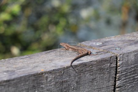 brown common wall lizard sitting in the sun a weathered wooden fence
