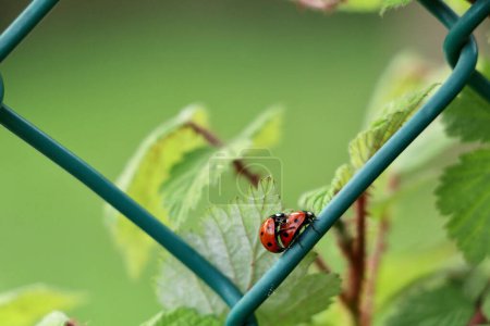 2 lady bugs apareamiento en la valla de malla de jardín