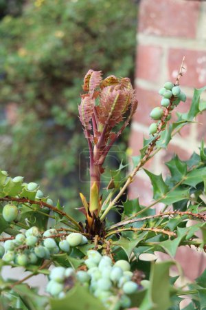 Spitze der Mahonia x media Pflanze mit den rötlichen jungen Blättern, die sich entfalten