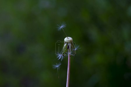 Photo for Naked empty dandelion on a dark green background, soft focus, blur - Royalty Free Image