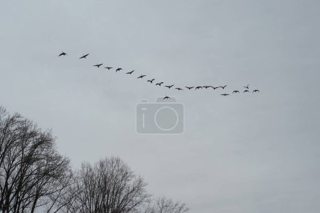 Photo for The birds are flying in a wedge pattern in the sky. - Royalty Free Image