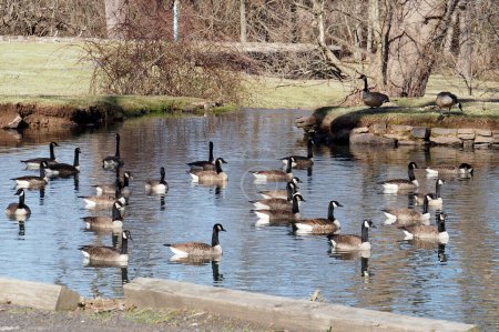 Photo for The wild geese are swimming in the pond. - Royalty Free Image