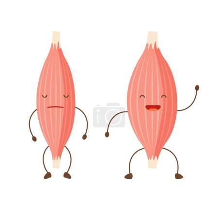 Illustration for Healthy happy muscle and weak sad muscle. Strong and pain muscle characters. Loss tissue. Vector illustration in trendy flat style isolated on white background. - Royalty Free Image