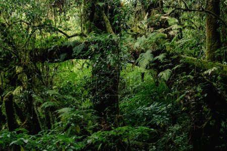 Piękny widok z bliska majestatyczny i masywnie zielony las deszczowy w Doi Inthanon National Park, Chiang Mai, Tajlandia