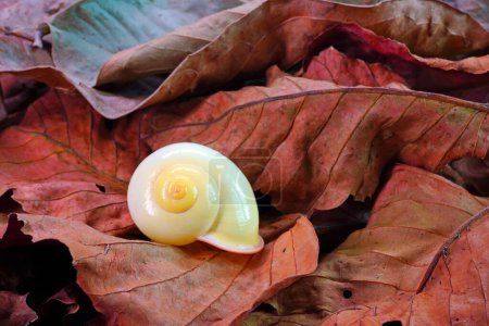 Téléchargez les photos : Escargots jaunes (Calocochlia festiva) beaux escargots de l'île de Luçon, Philippines, espèces en voie de disparition, rares et protégés - en image libre de droit