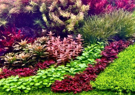 Acuario con coloridas plantas acuáticas, holandés como acuascaping tanque plantado. Enfoque selectivo